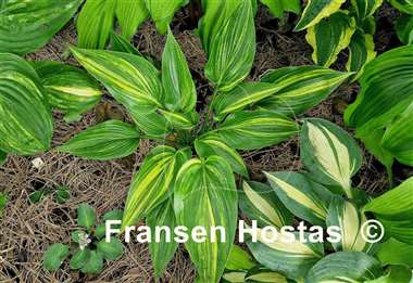 Hosta Justice of Peace