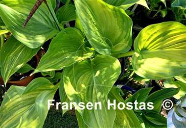 Hosta Justice