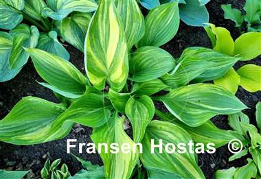Hosta Justice
