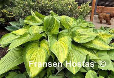 Hosta Justice