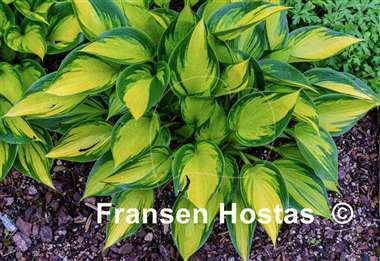 Hosta Justine