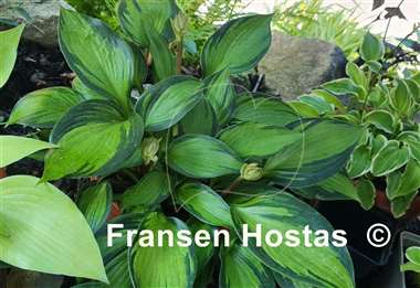 Hosta Justine