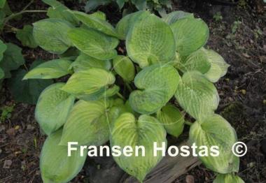 Hosta Jabulani