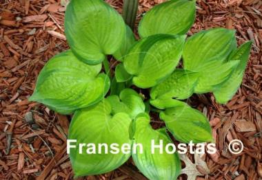 Hosta Jabulani