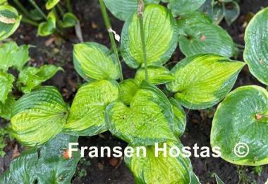 Hosta Jabulani