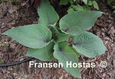 Hosta Jack Berry