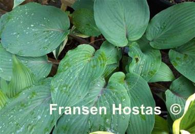 Hosta Jack Berry