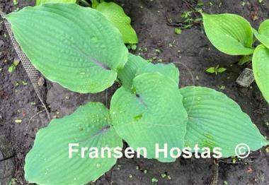 Hosta Jack Berry