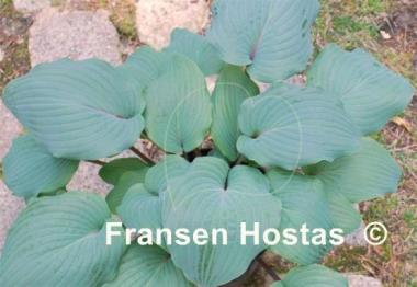 Hosta Jack Berry