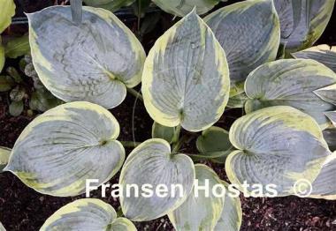 Hosta Jack of Diamonds