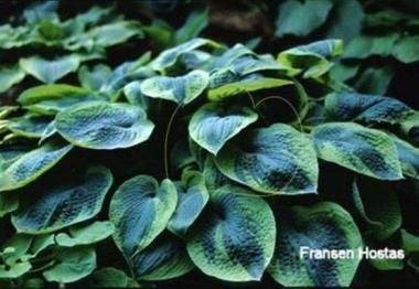 Hosta Jack of Diamonds