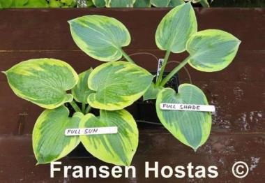 Hosta Jack of Diamonds