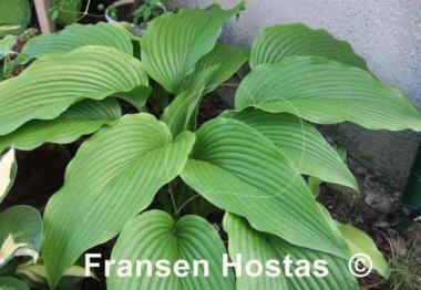 Hosta Jade Cascade