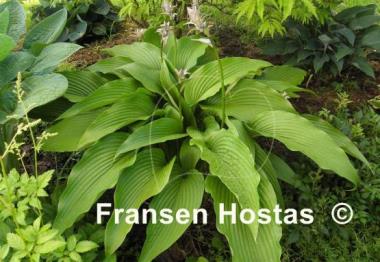 Hosta Jade Cascade