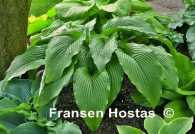 Hosta Jade Cascade
