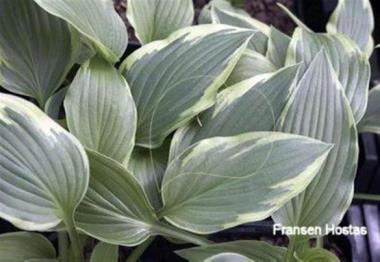 Hosta Jade Lancer