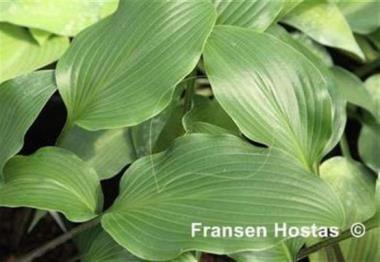 Hosta James A. Garfield