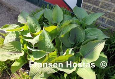 Hosta Jane's Blush