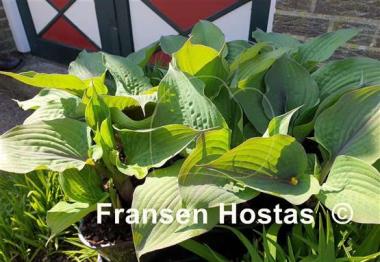Hosta Jane's Blush