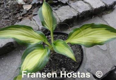 Hosta Jane Ward