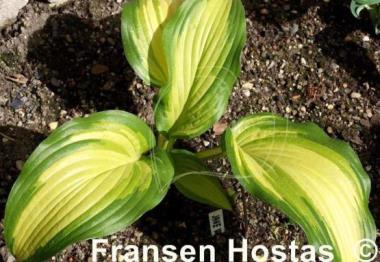 Hosta Jane Ward