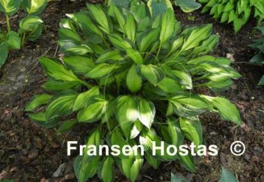 Hosta Janet Day