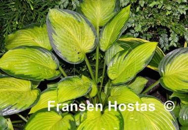 Hosta Janet Day