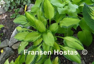 Hosta Janet Day