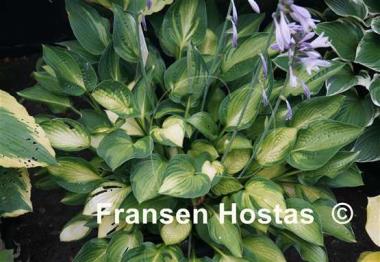 Hosta Janet Day