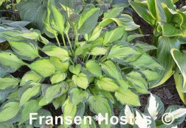Hosta Janet Day