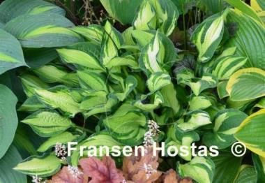 Hosta Janet Day