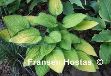 Hosta Janet
