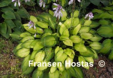 Hosta Janet