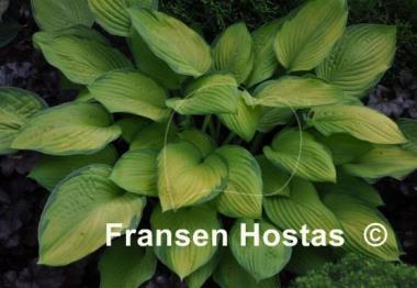 Hosta Janet