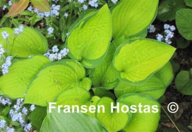 Hosta Janet