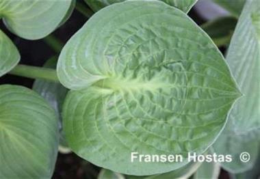 Hosta Java