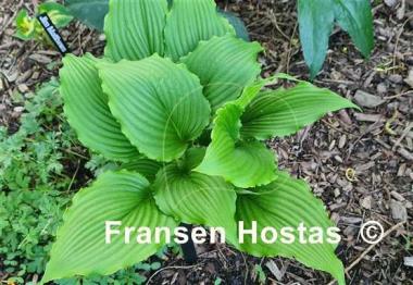 Hosta Jaws 