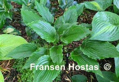 Hosta Jaws 