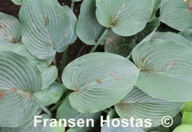 Hosta Jay B. Abendroth