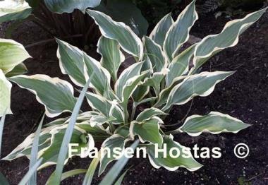 Hosta Jen