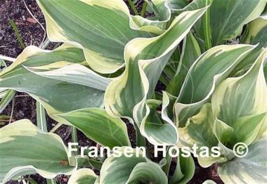 Hosta Jen