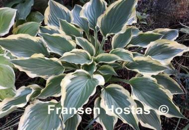 Hosta Jen