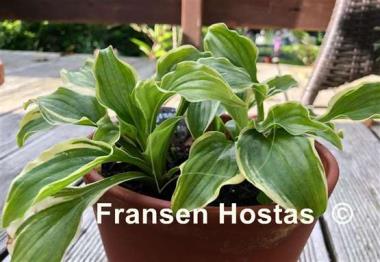 Hosta Jennifer Bailey