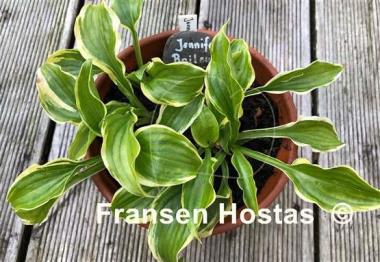 Hosta Jennifer Bailey