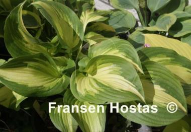 Hosta Jerry Landwehr