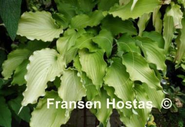 Hosta Jessica Alba