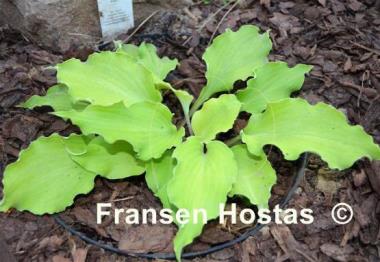 Hosta Jessica Alba