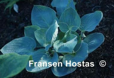 Hosta Jet Black