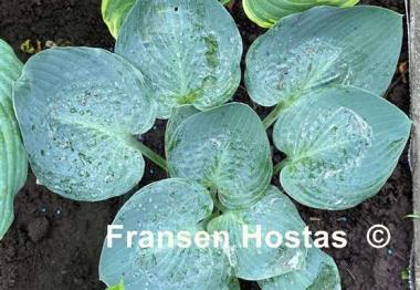 Hosta Jet Black