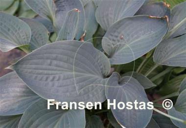 Hosta Jetstream